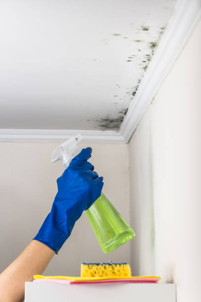 Best Black Mold Removal  in Belvedere, SC